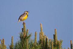 Eastern Meadowlark