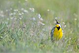 Eastern Meadowlarkborder=