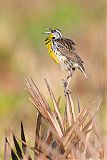 Eastern Meadowlarkborder=