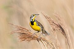 Eastern Meadowlark