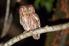 Eastern Screech-Owl