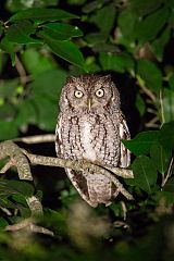 Eastern Screech-Owl