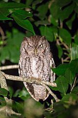 Eastern Screech-Owl