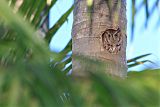 Eastern Screech-Owlborder=