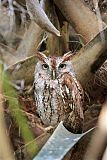 Eastern Screech-Owlborder=