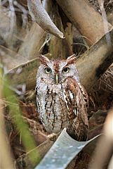 Eastern Screech-Owl