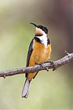 Eastern Spinebill