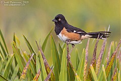 Eastern Towhee