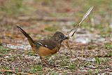 Eastern Towhee