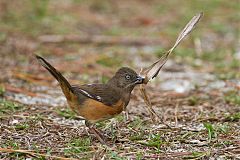 Eastern Towhee