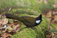 Eastern Whipbird