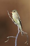 Eastern Wood-Pewee