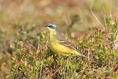 Eastern Yellow Wagtail