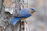 Eastern Bluebirdborder=