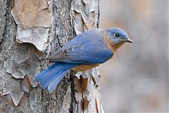 Eastern Bluebird