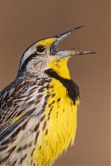 Eastern Meadowlark