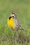 Eastern Meadowlark