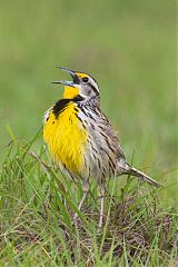 Eastern Meadowlark