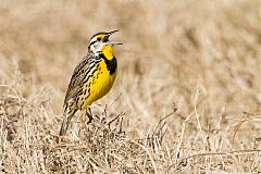 Eastern Meadowlark