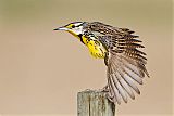 Eastern Meadowlark