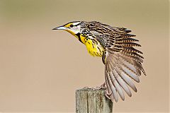 Eastern Meadowlark