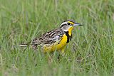 Eastern Meadowlark