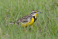 Eastern Meadowlark