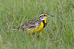 Eastern Meadowlark