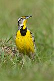 Eastern Meadowlarkborder=