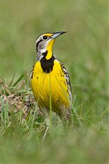 Eastern Meadowlark