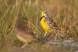 Eastern Meadowlarkborder=