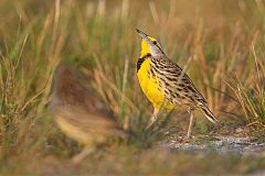 Eastern Meadowlark