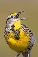 Eastern Meadowlark