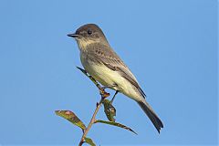 Eastern Phoebe