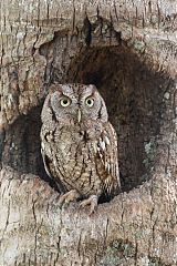 Eastern Screech-Owl