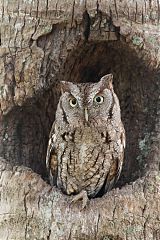 Eastern Screech-Owl