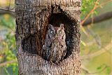 Eastern Screech-Owlborder=