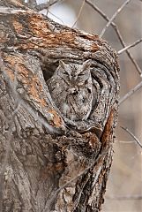 Eastern Screech-Owl