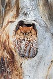 Eastern Screech-Owl