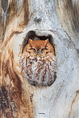 Eastern Screech-Owl