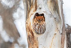 Eastern Screech-Owl