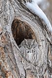 Eastern Screech-Owl