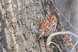 Eastern Screech-Owl