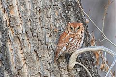 Eastern Screech-Owl