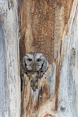 Eastern Screech-Owl