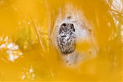 Eastern Screech-Owl