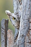 Eastern Screech-Owl
