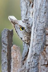 Eastern Screech-Owl