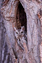 Eastern Screech-Owl
