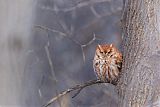Eastern Screech-Owl